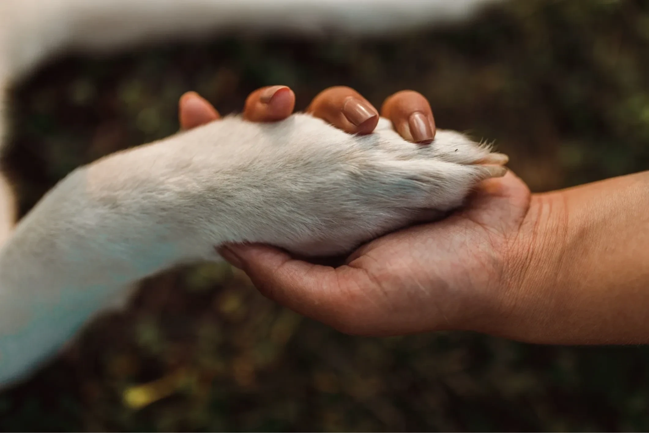 Essential oil bottles with pet paw, warm tones